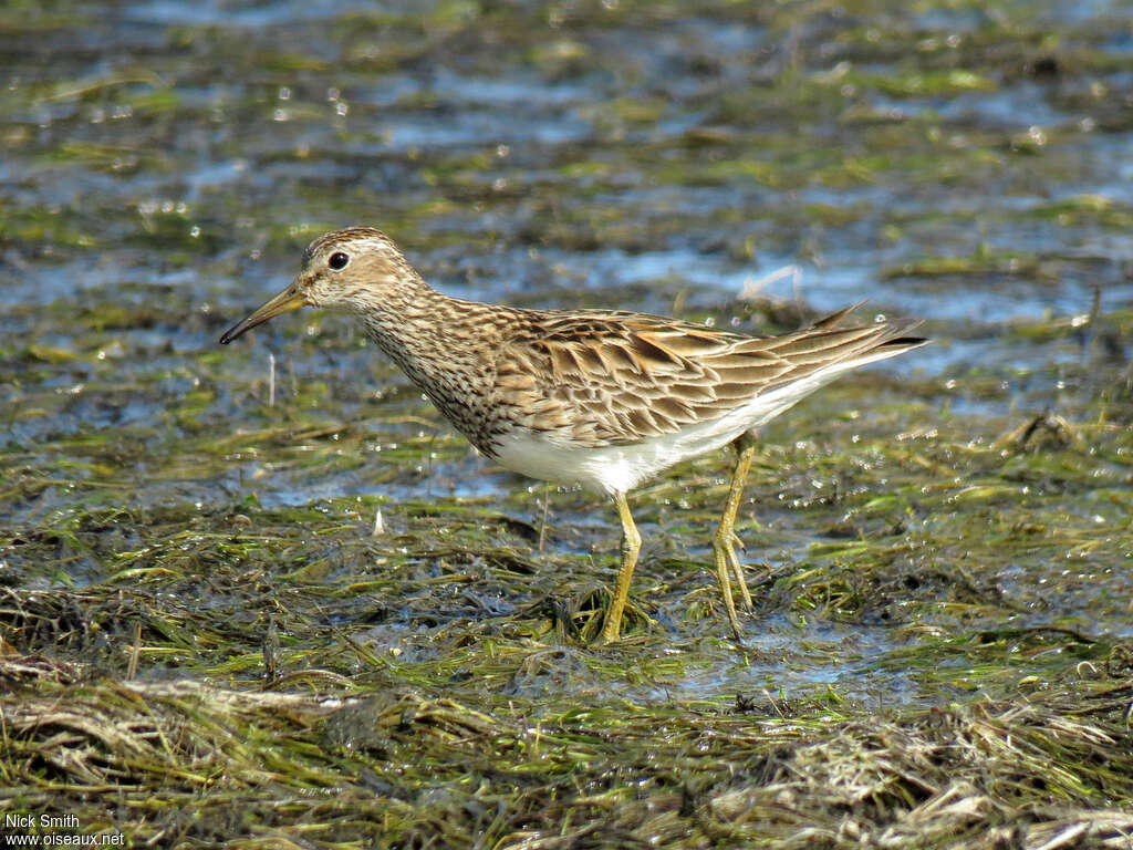 Pectoral Sandpiperadult breeding, identification