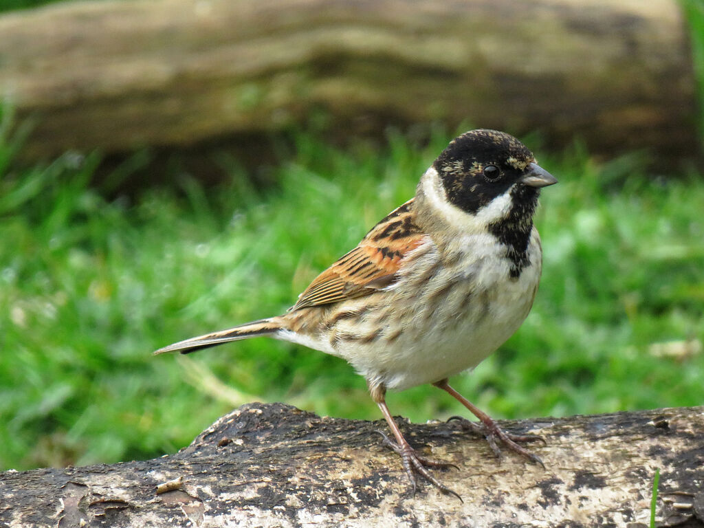 Bruant des roseaux mâle