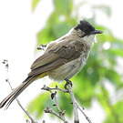 Bulbul à poitrine brune