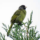 Bulbul à semi-collier