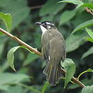 Bulbul de Chine