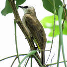 Bulbul goiavier