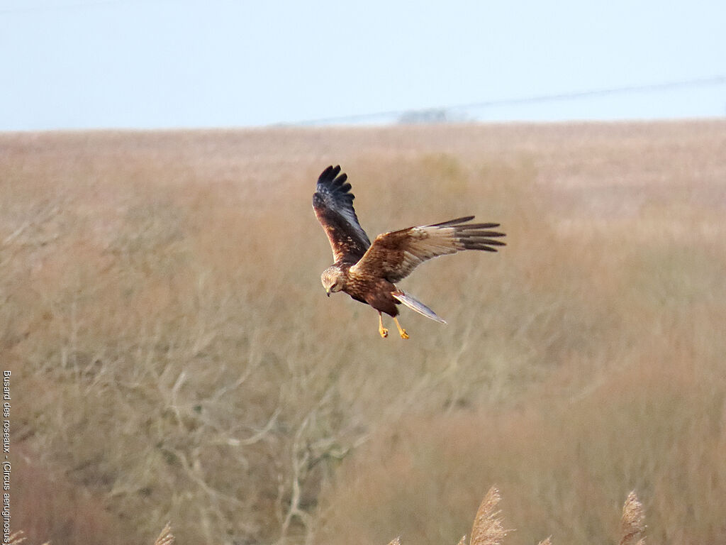 Western Marsh Harrier