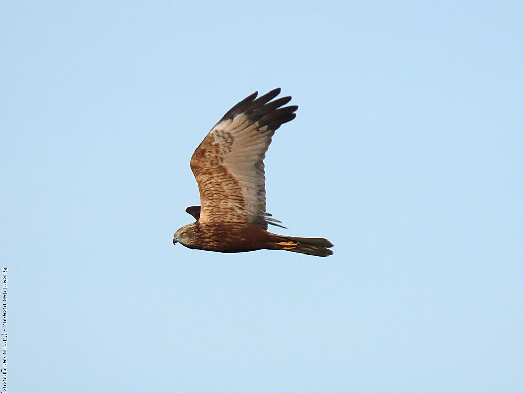Western Marsh Harrier