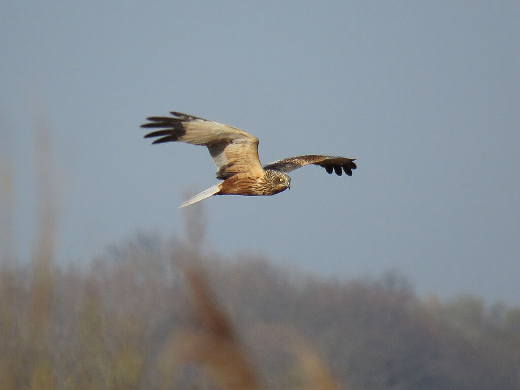 Western Marsh Harrier