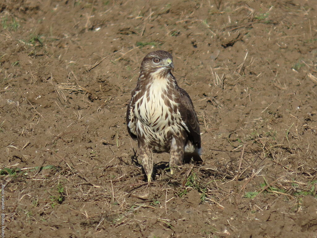 Buse variable