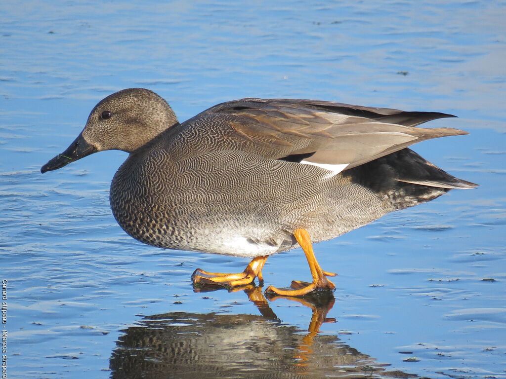 Gadwall male