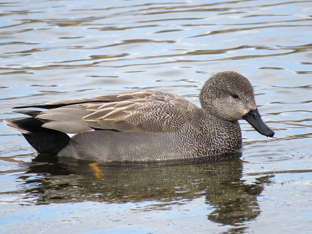 Canard chipeau mâle