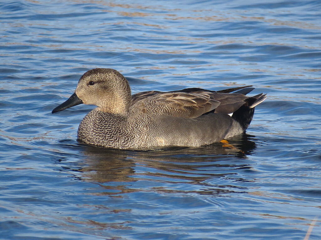 Canard chipeau mâle