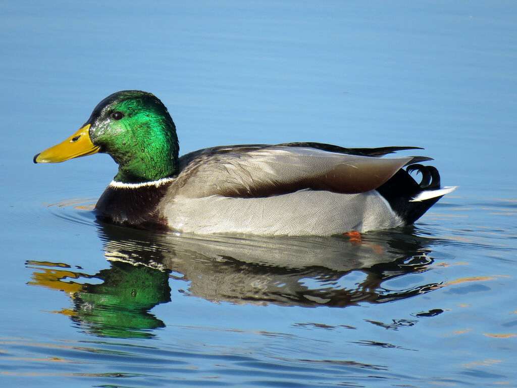 Canard colvert mâle