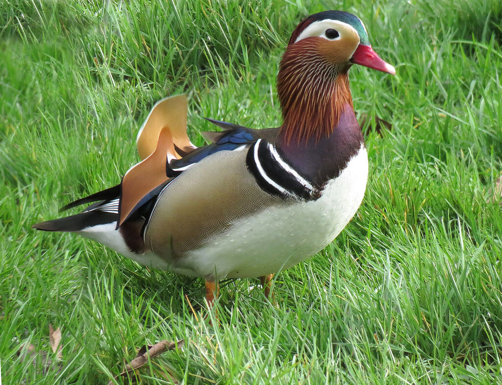 Canard mandarin mâle