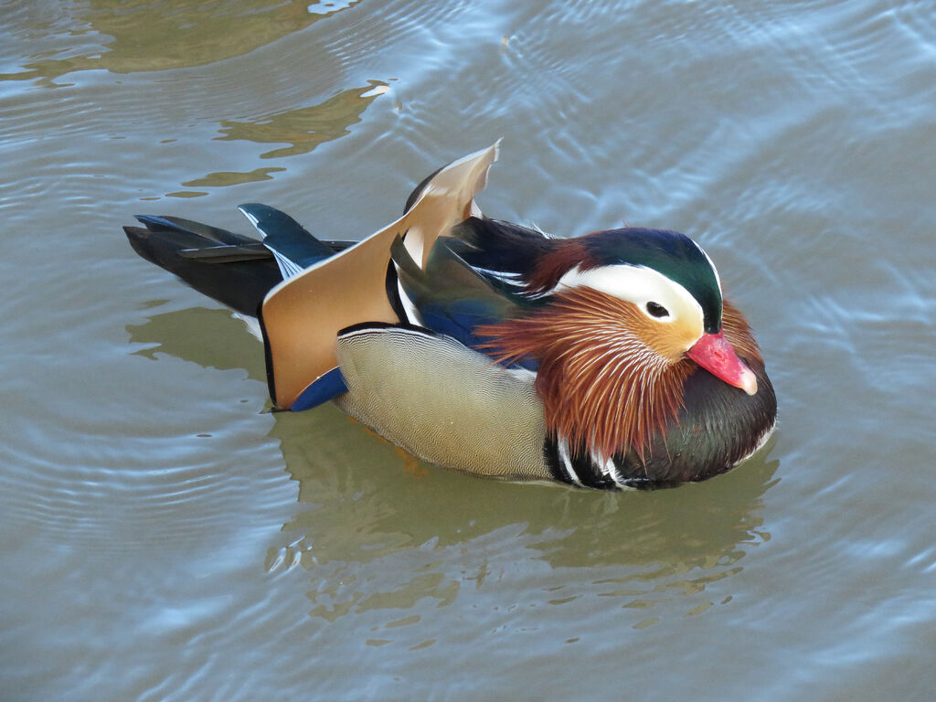 Canard mandarin