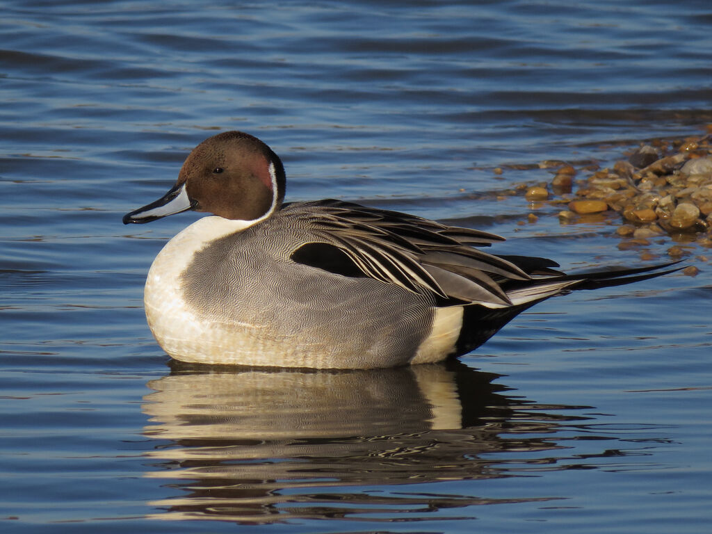 Canard pilet