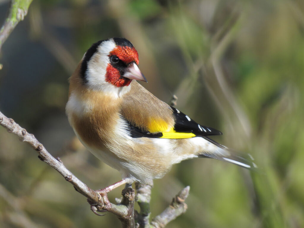 Chardonneret élégant