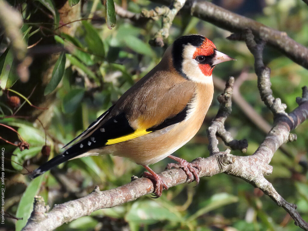 Chardonneret élégant