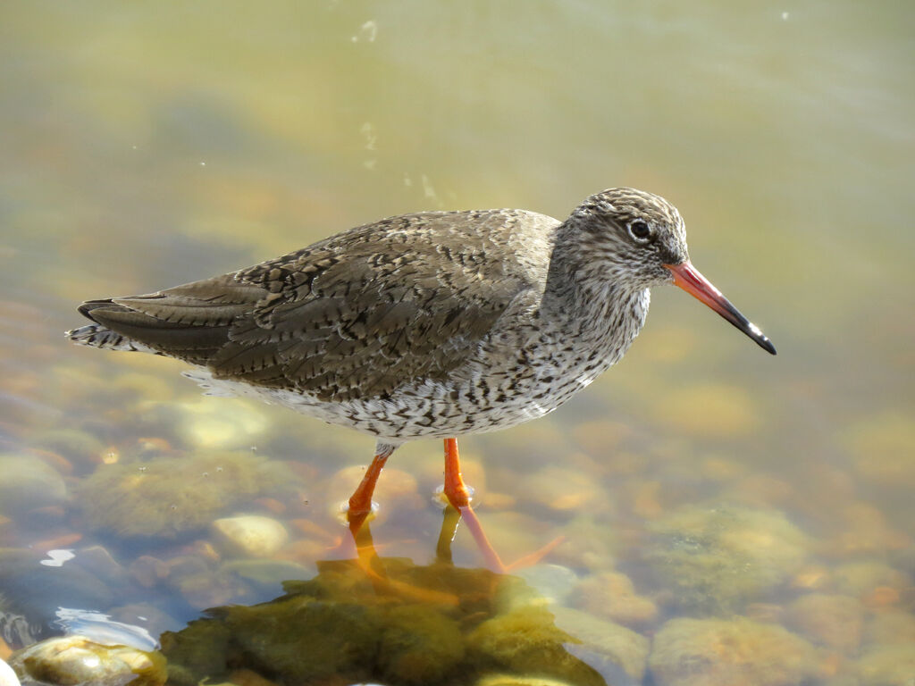 Common Redshank