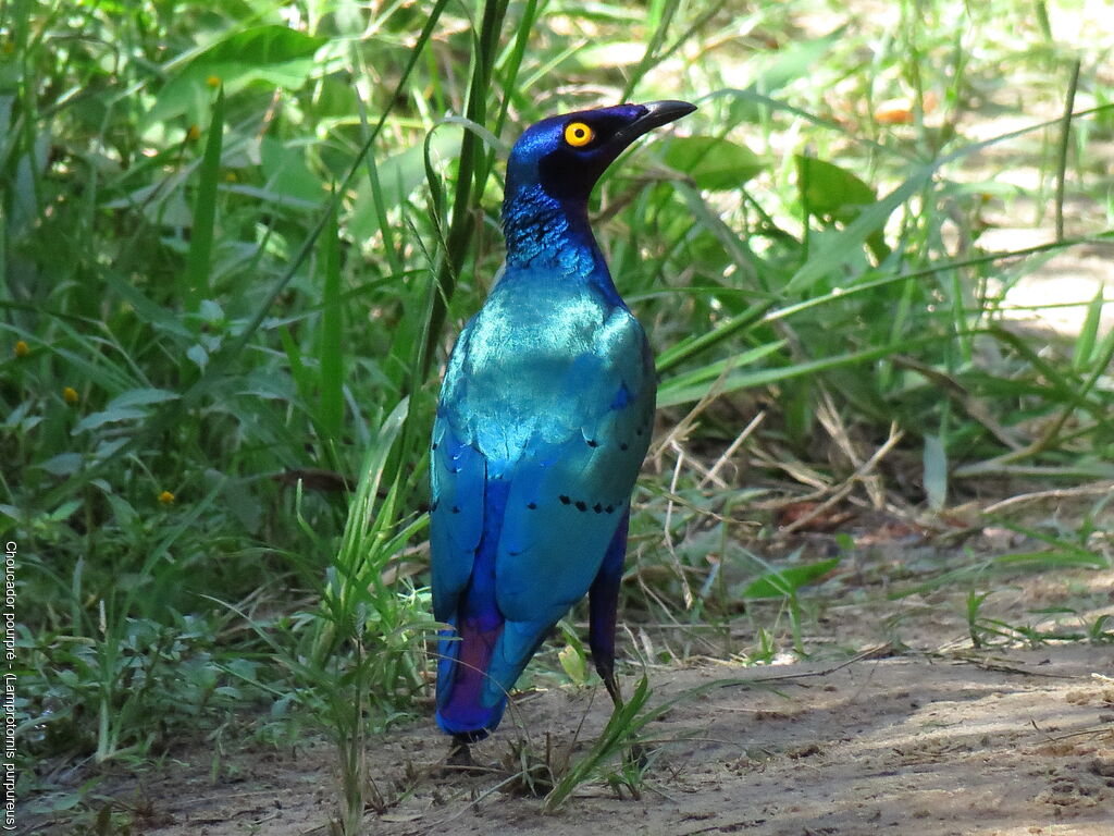 Purple Starling