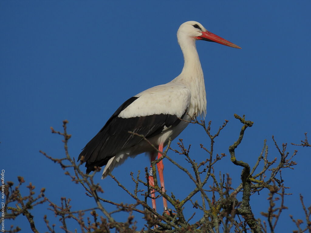 Cigogne blanche