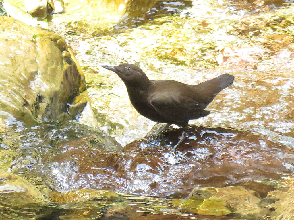Brown Dipper