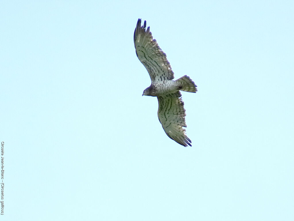Short-toed Snake Eagle