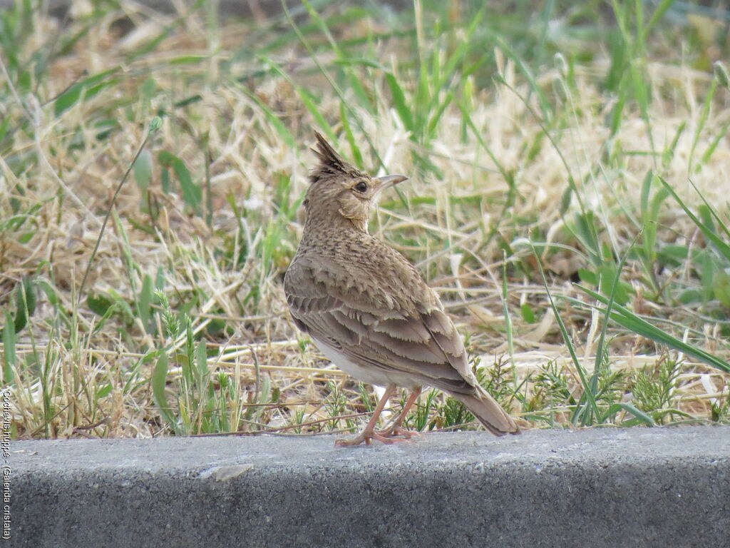 Cochevis huppé