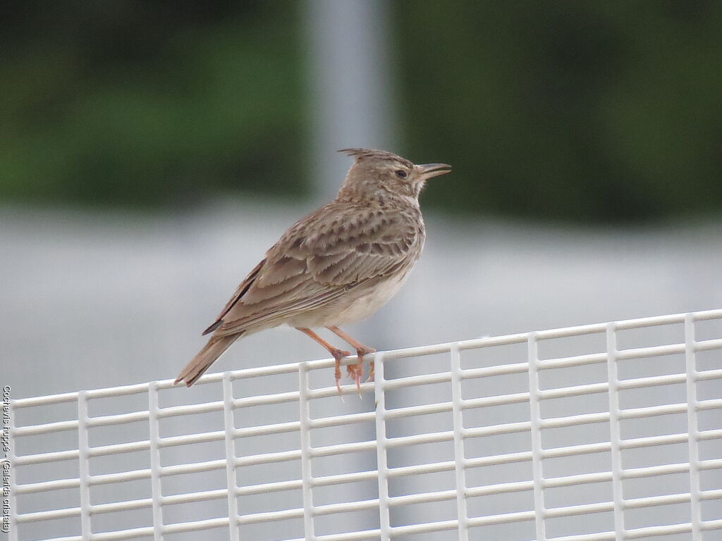 Crested Lark