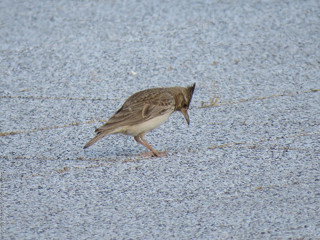 Cochevis huppé