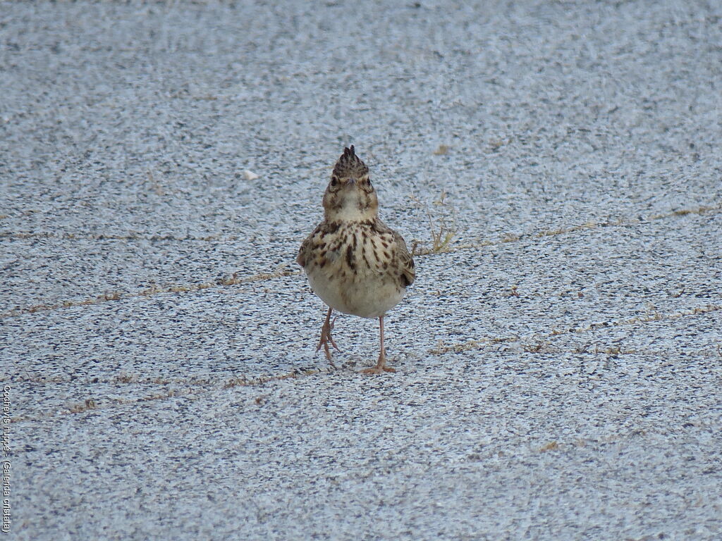 Cochevis huppé