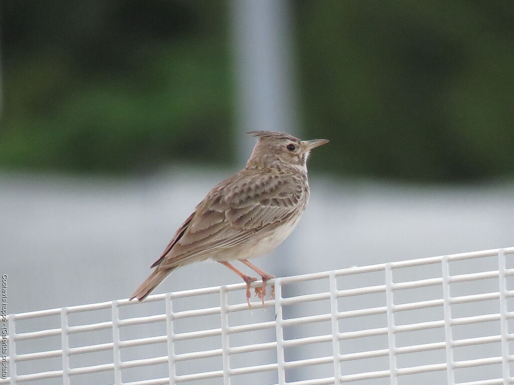 Cochevis huppé