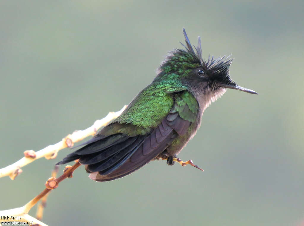 Colibri huppéadulte, identification