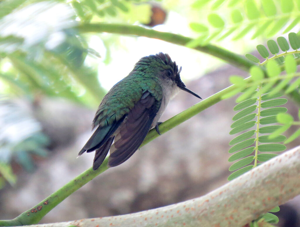 Colibri huppé