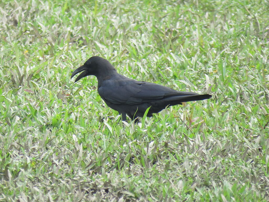Corbeau à gros bec