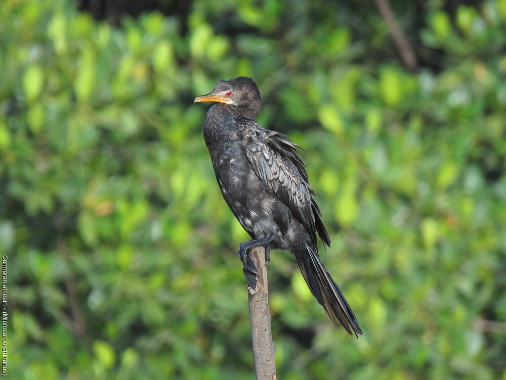 Reed Cormorant