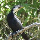 Cormoran pie