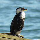 Cormoran pie