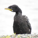 Cormoran pie