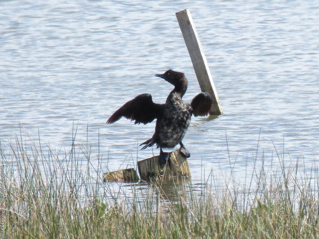 Pygmy Cormorant