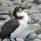 Cormoran varié
