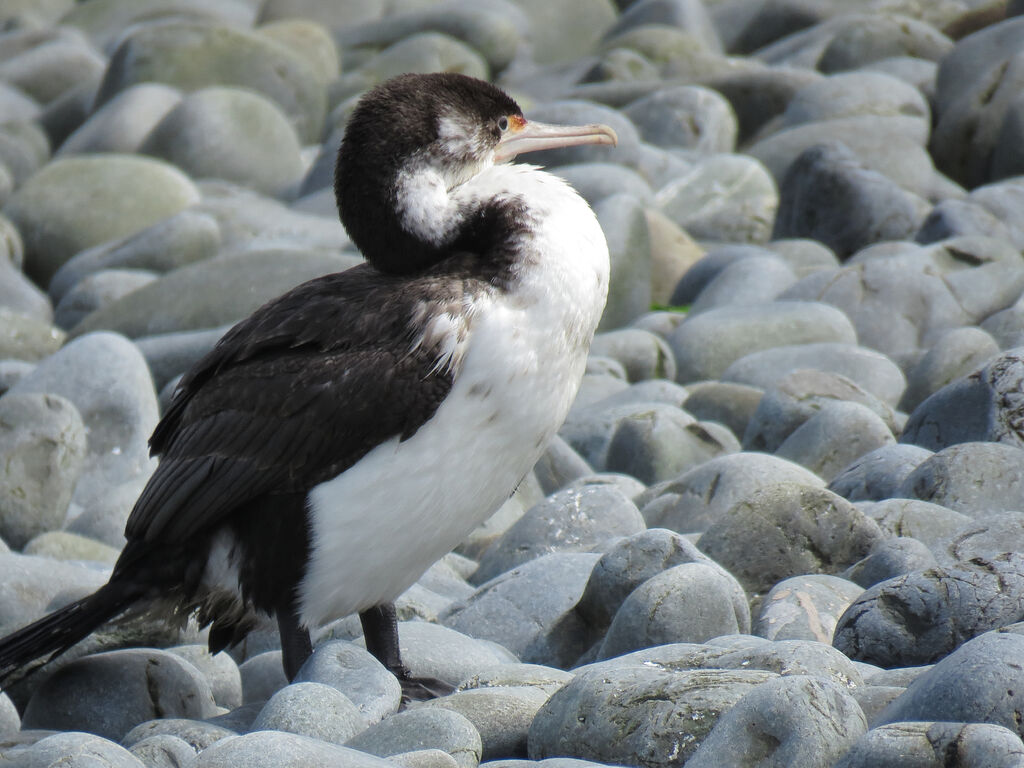 Australian Pied Cormorantsubadult transition