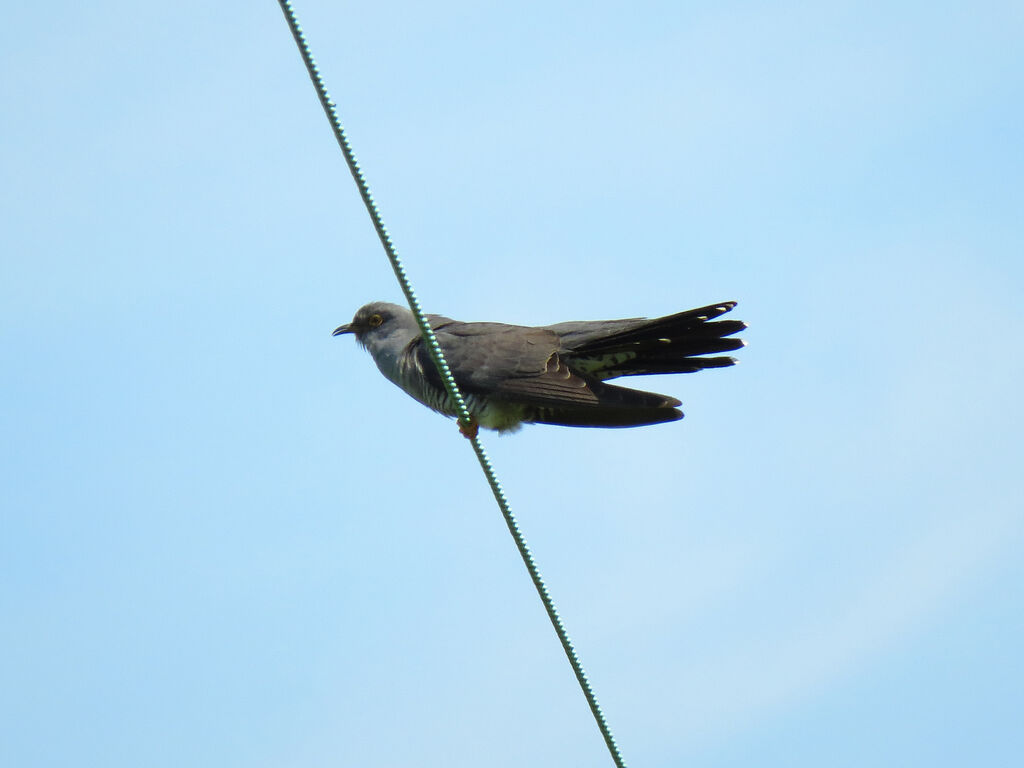 Common Cuckoo