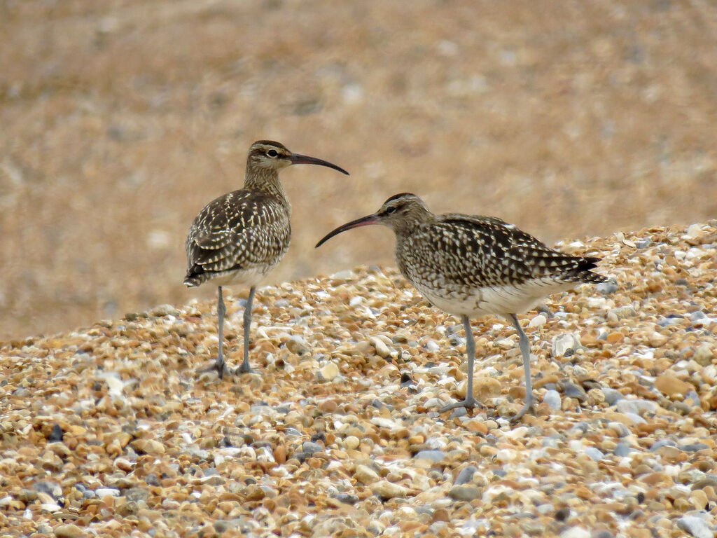 Eurasian Whimbrel