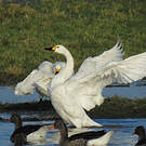 Cygne de Bewick
