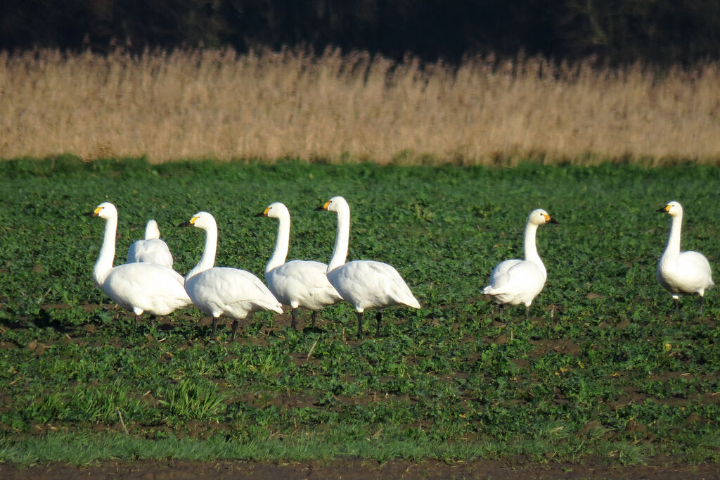 Cygne de Bewick