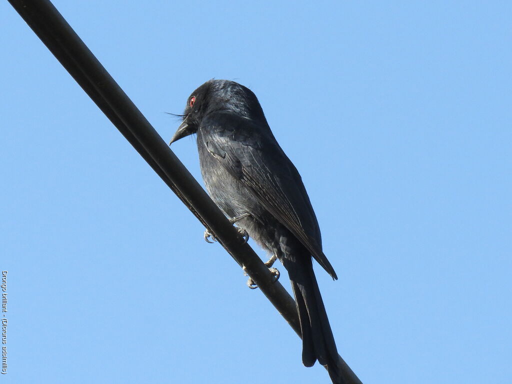 Drongo brillant