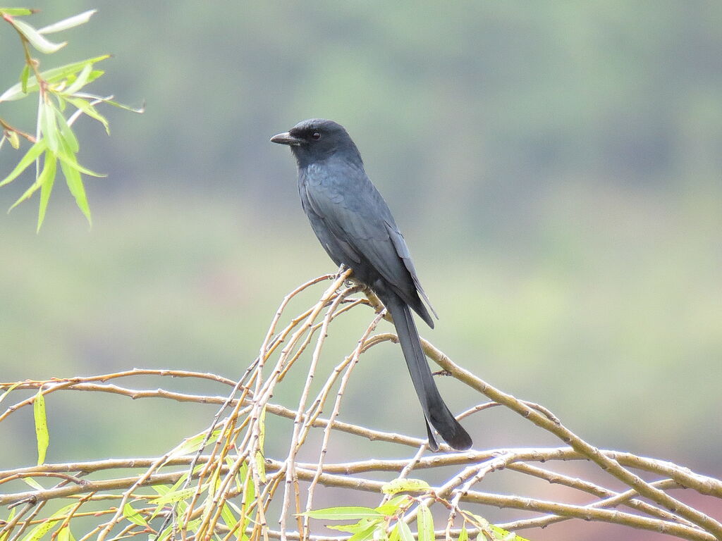 Drongo royal