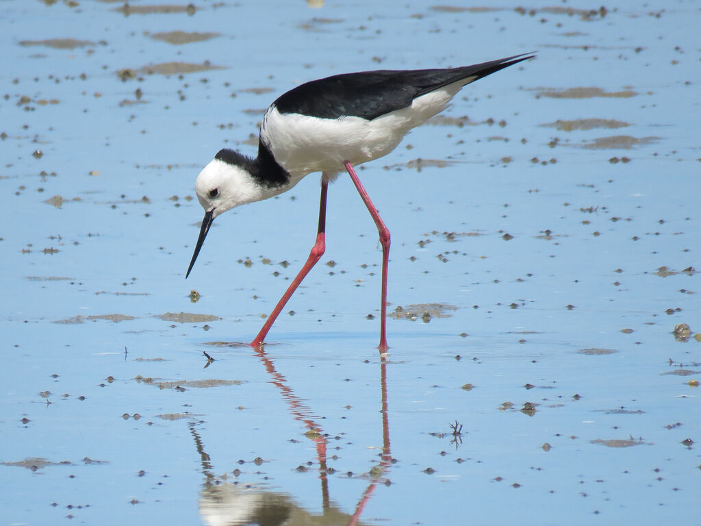 Pied Stilt