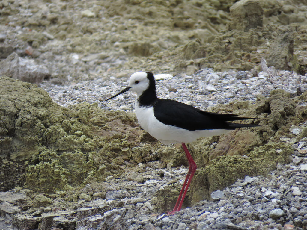 Pied Stilt