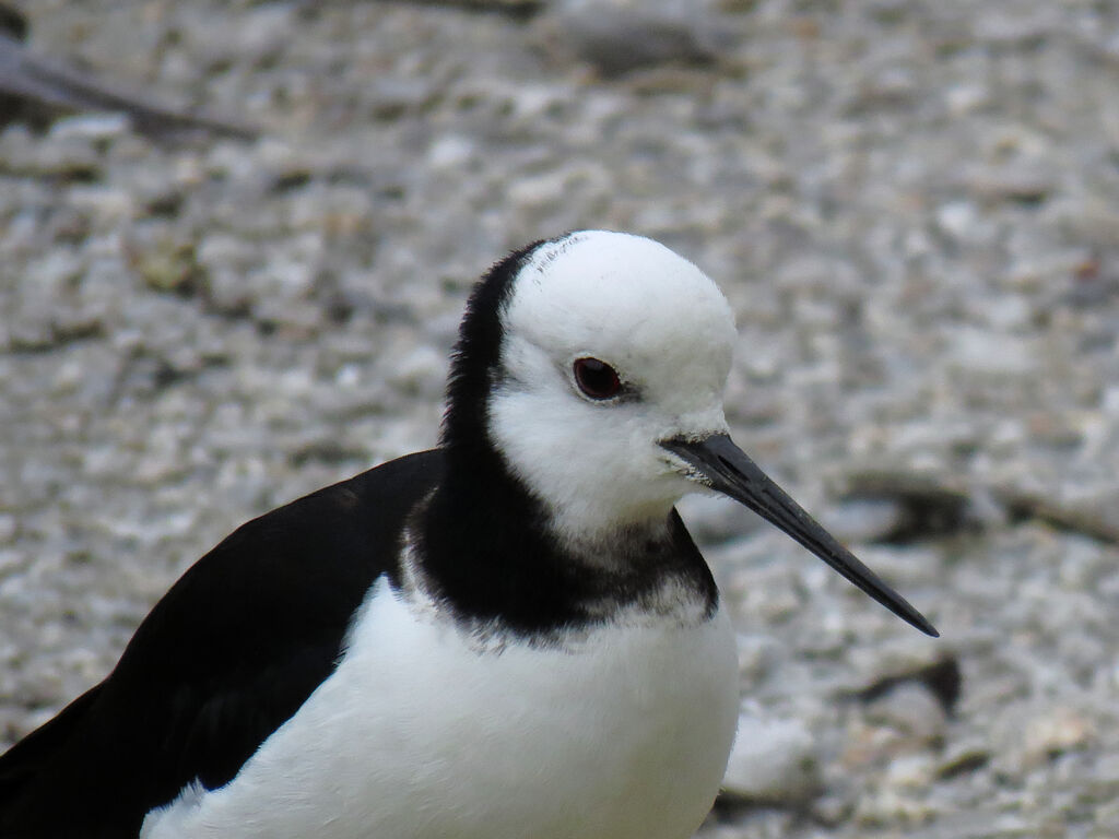 Pied Stilt