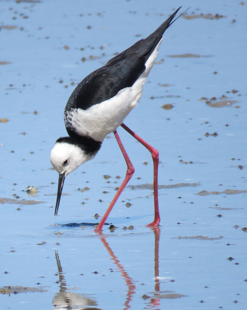 Pied Stilt