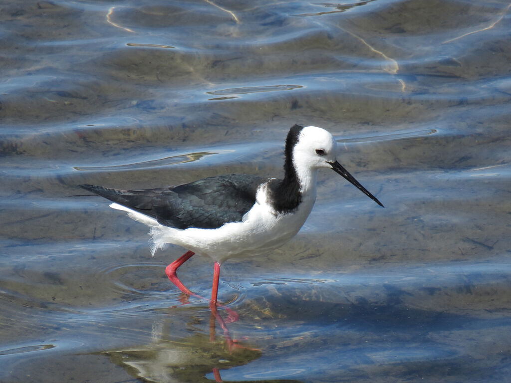 Pied Stilt